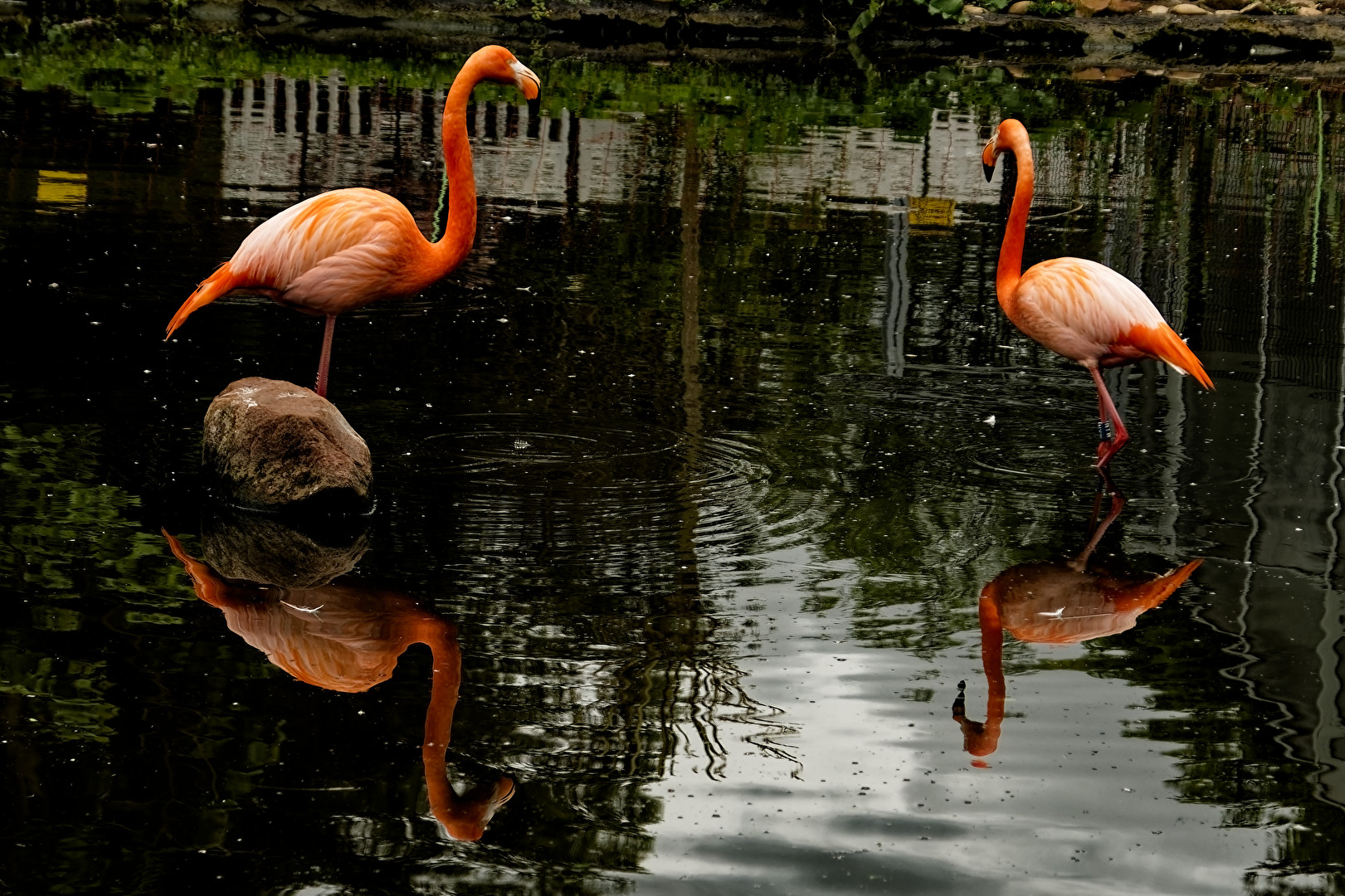 Flamingo