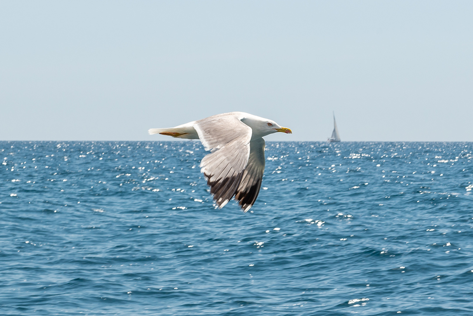 Möwe in Rovinj