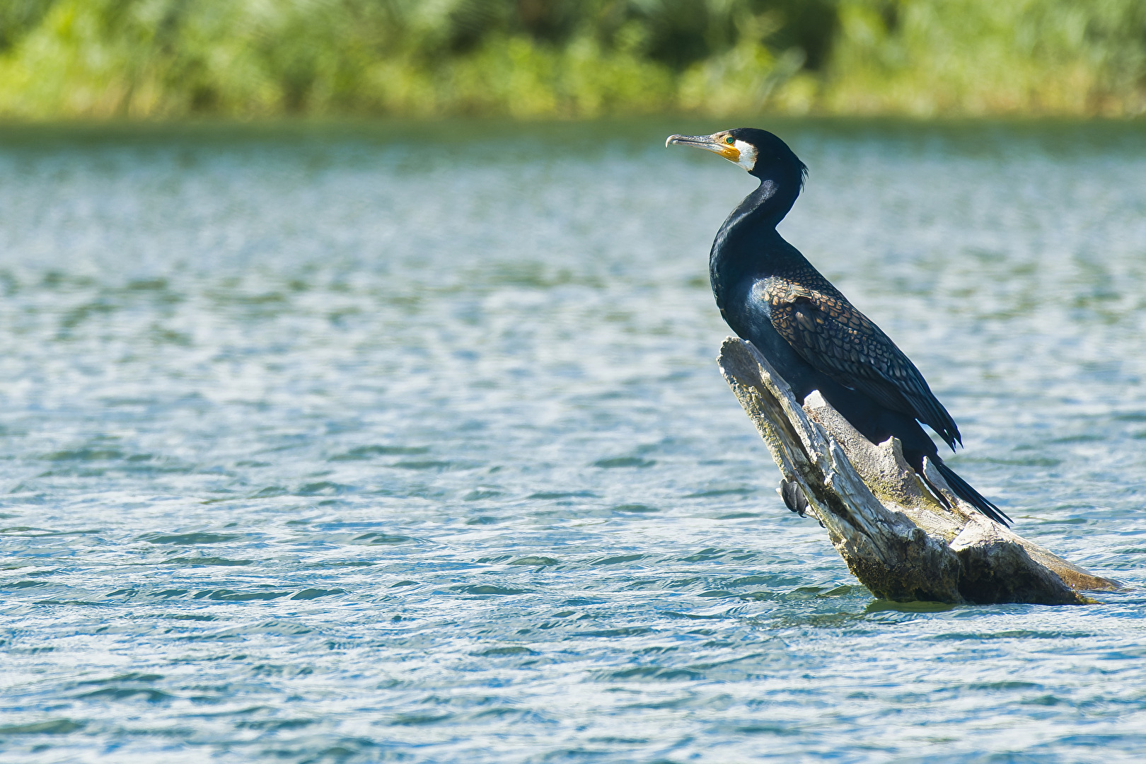 Vögel