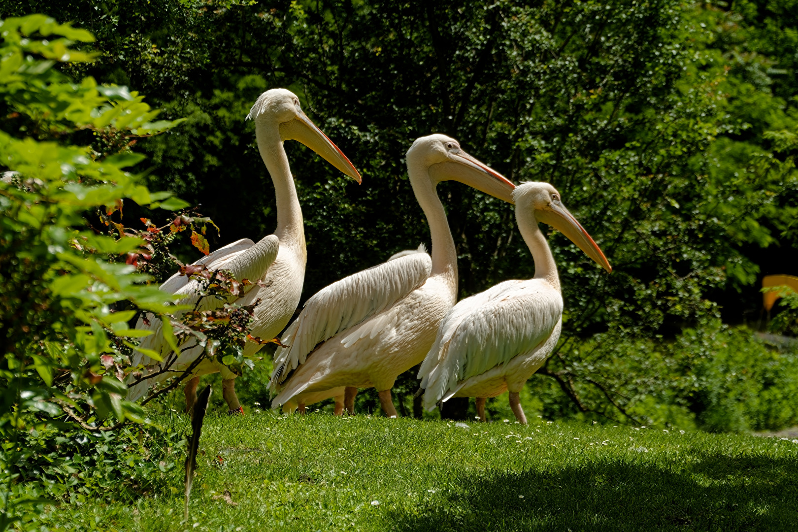 Pelikane