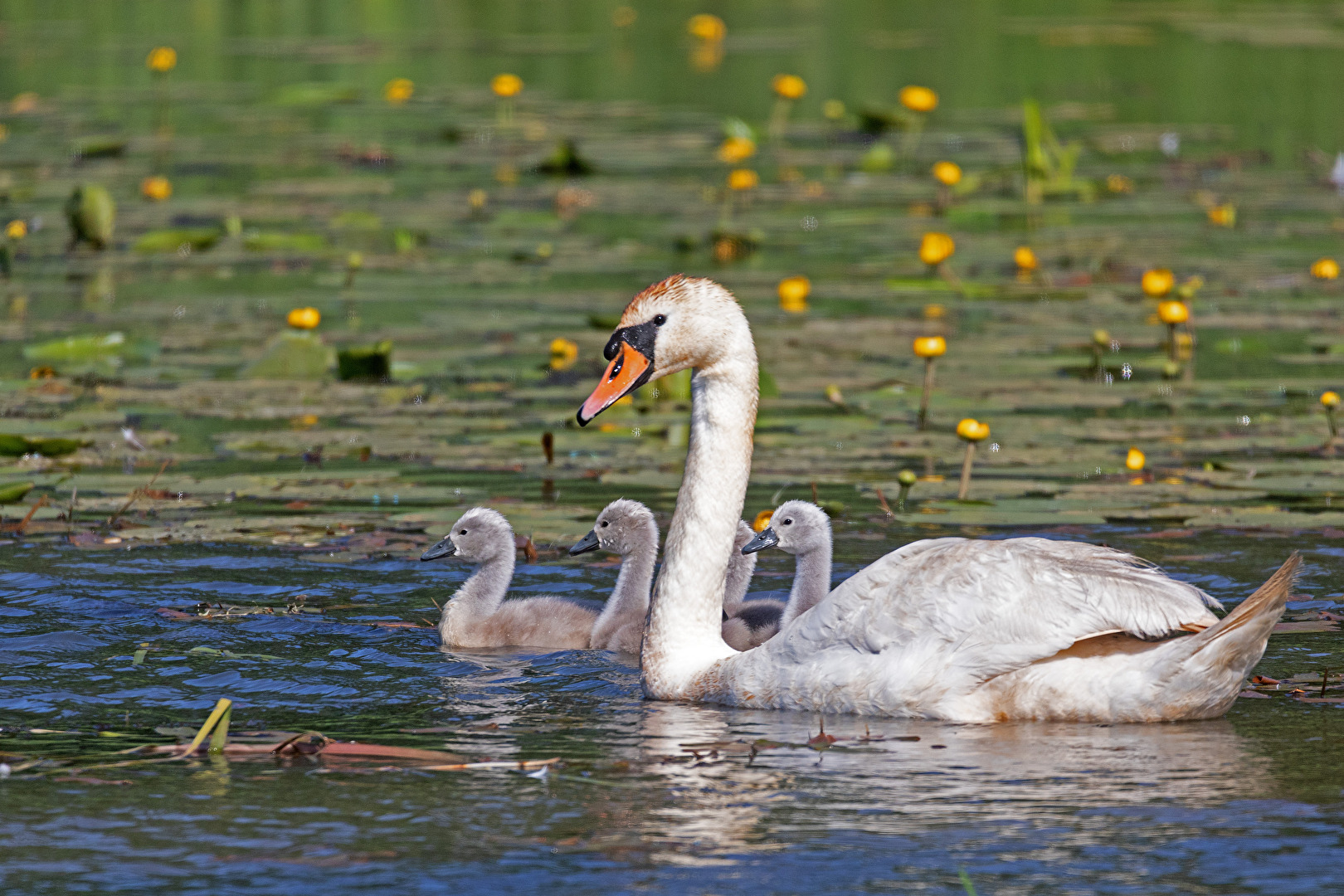 Familienausflug