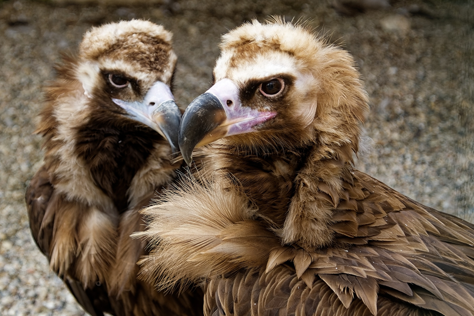 Mönchsgeier ( Kappengeier )