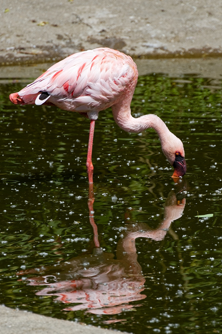 Flamingo