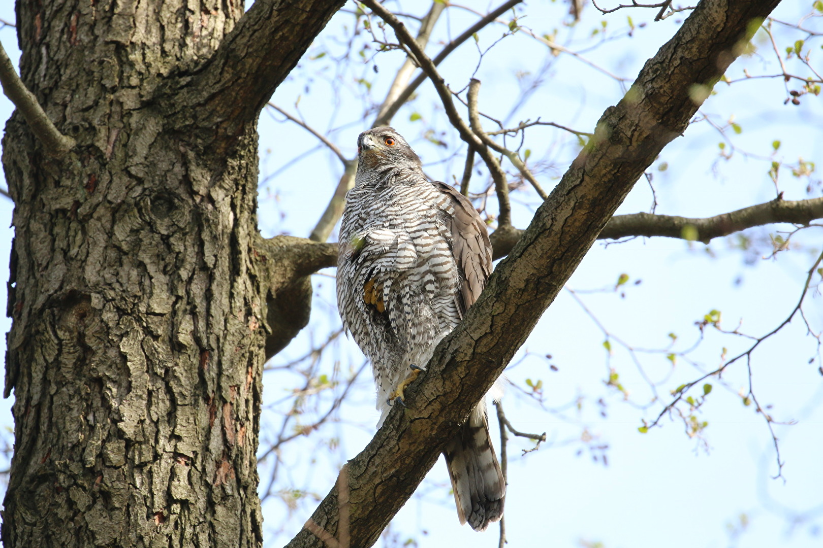 Habicht im Berliner Stadtpark