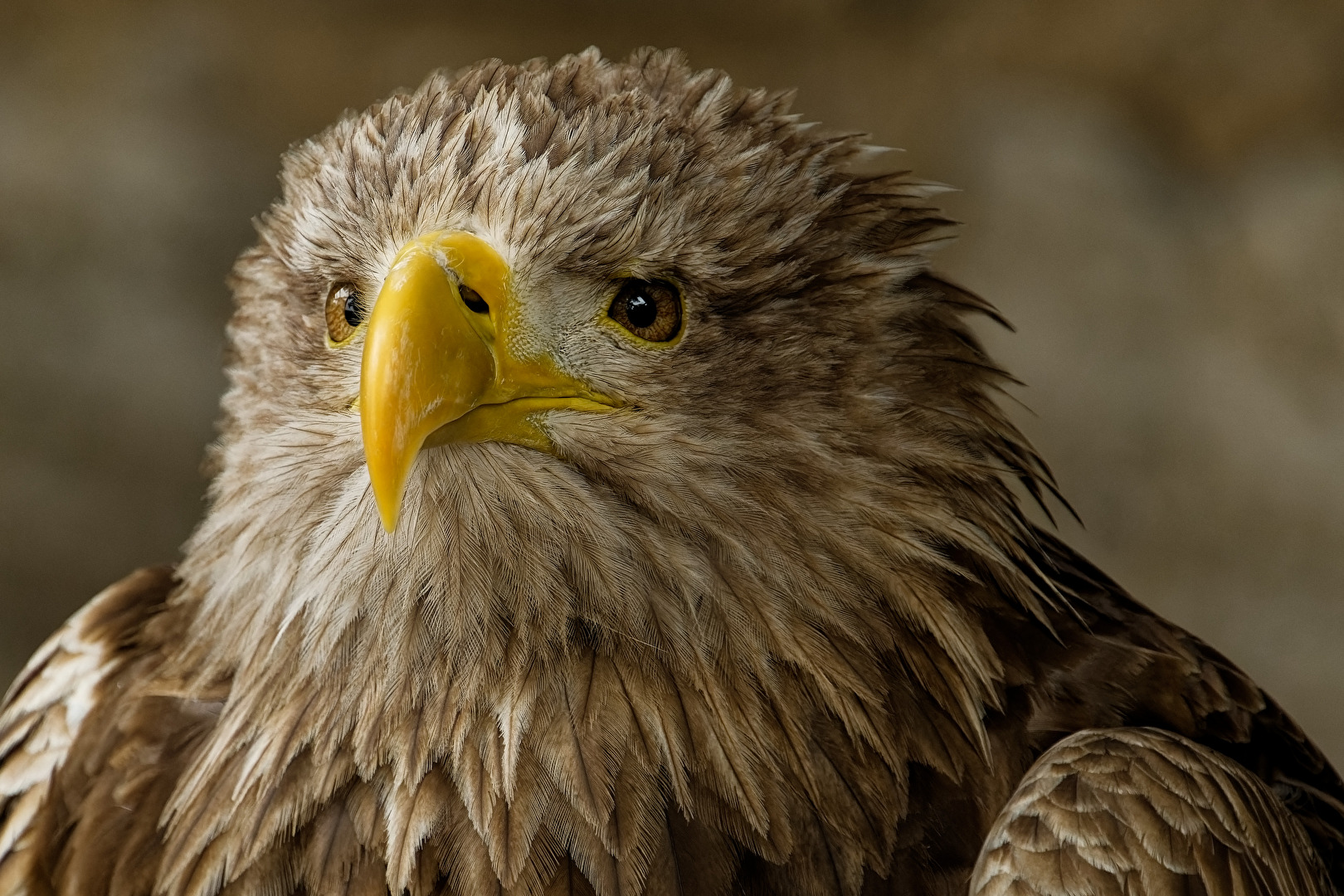 Europäischer Seeadler