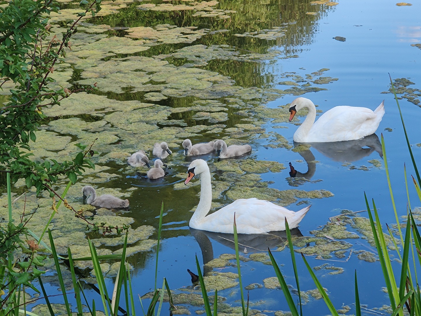 Schwäne mit ihren Jungen auf dem Golfplatz