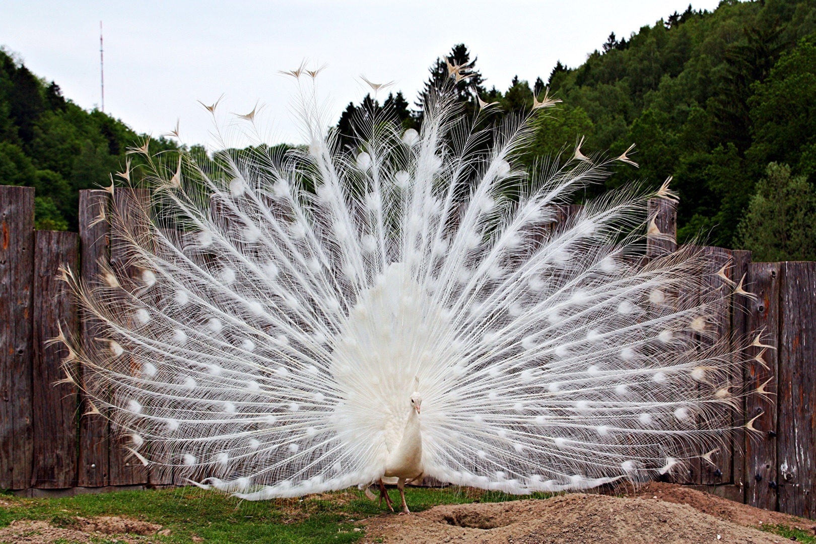 Ein Pfau