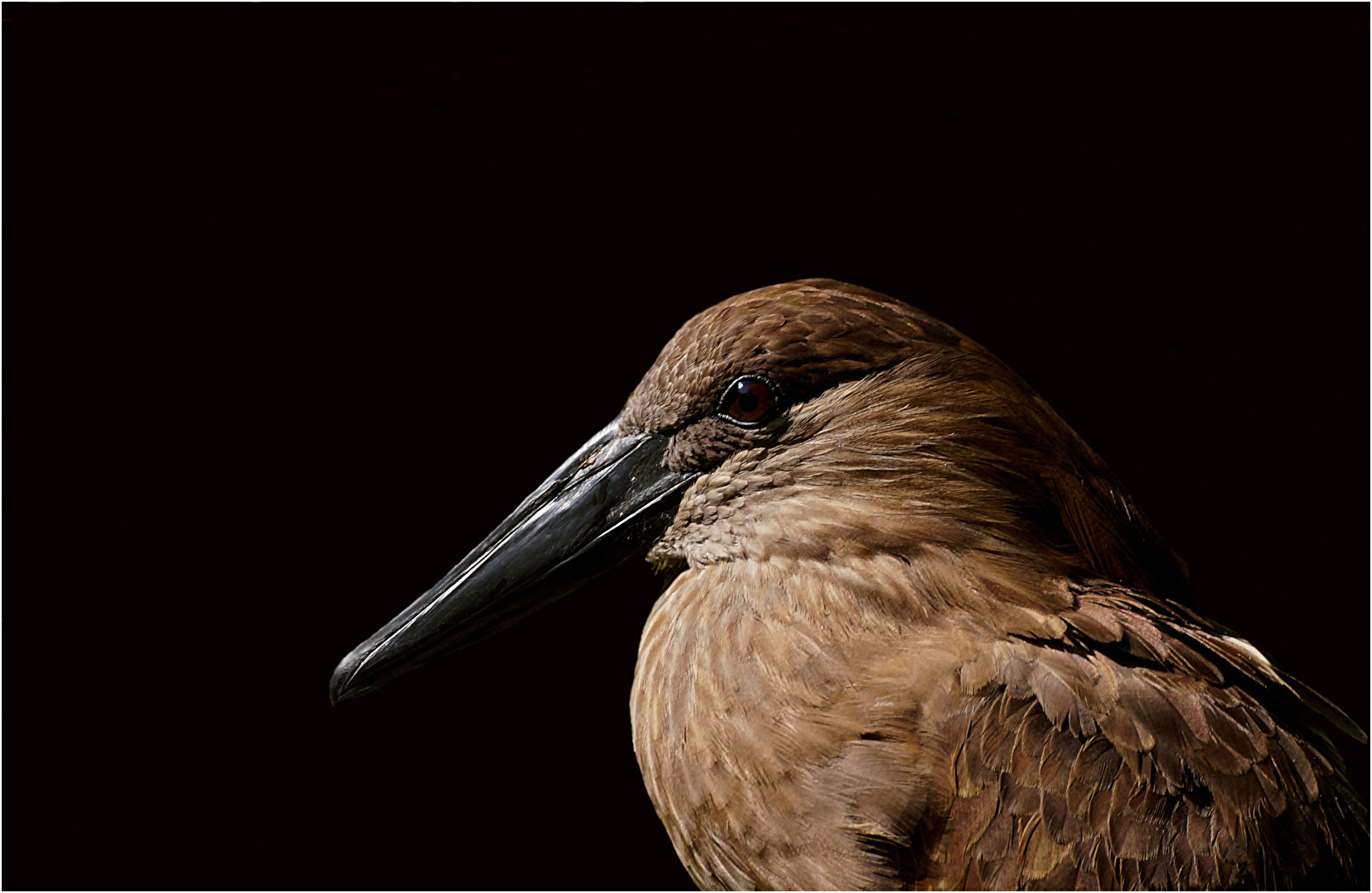 Portrait eines Hammervogels