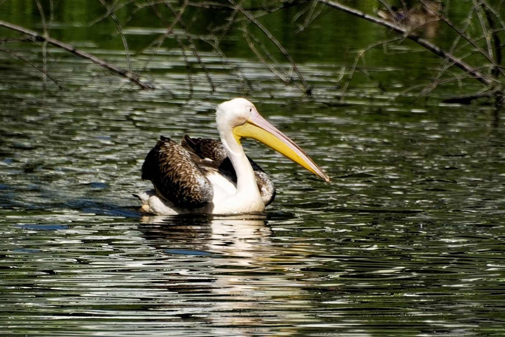 Pelikan