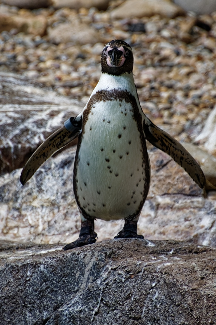 Humbold-Pinguin