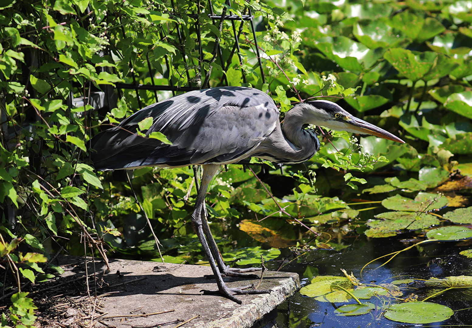 Vögel
