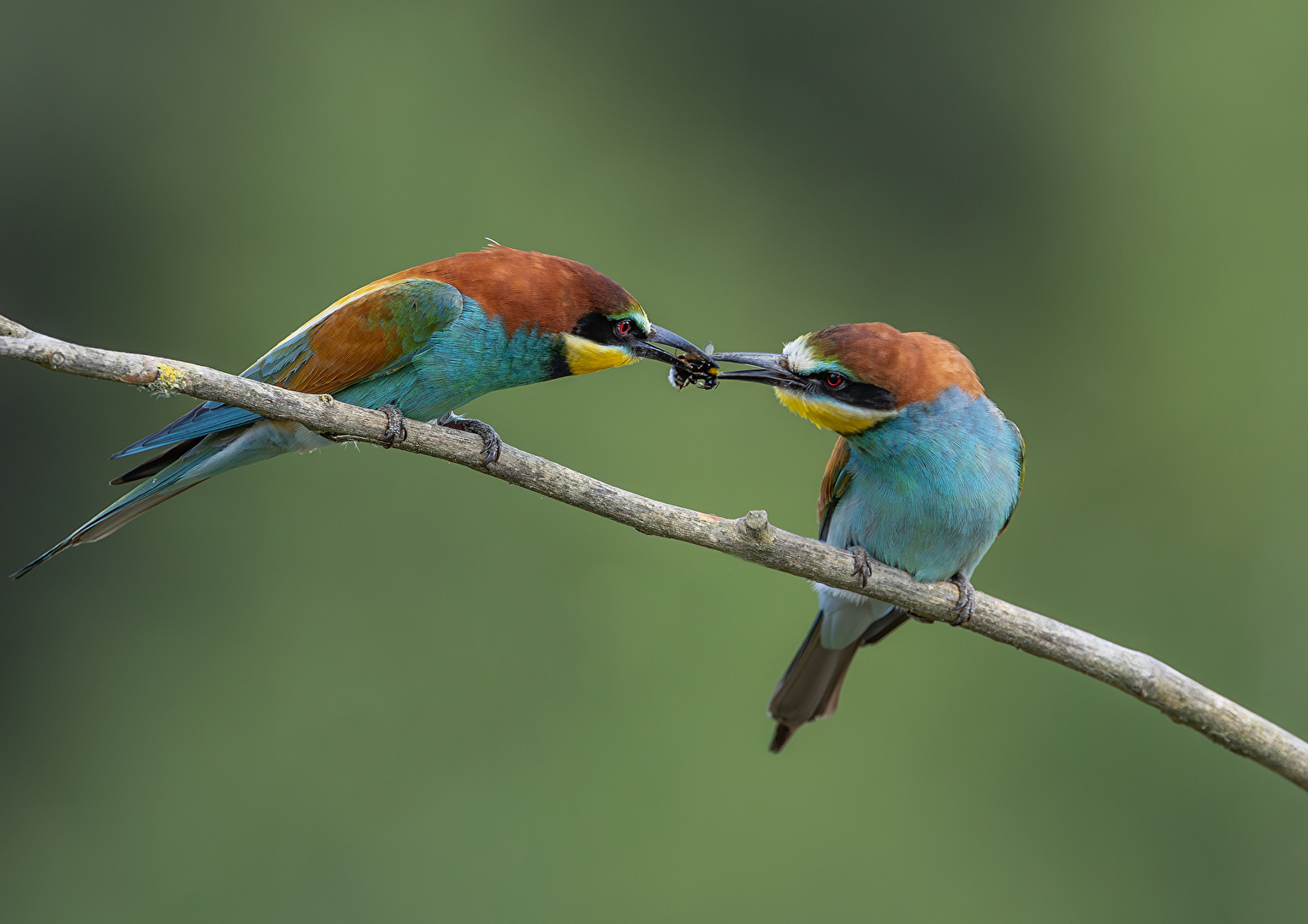 Bienenfresser Brautgeschenk