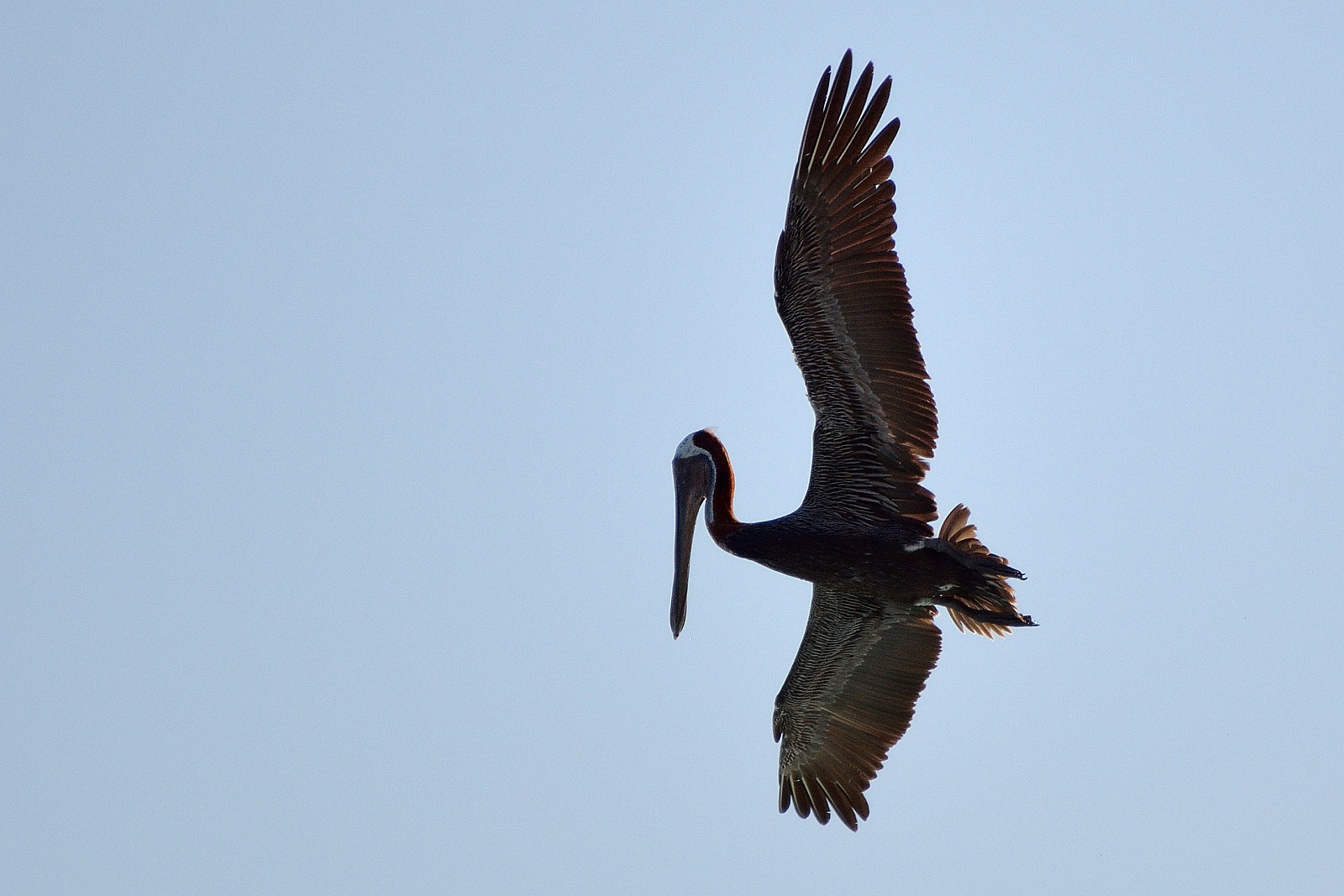 Braunpelikan (frz. Grand Gosier)
