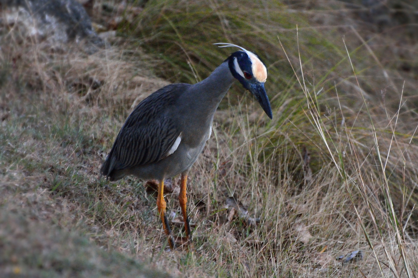 Krabbenreiher - nycticorax violaceus