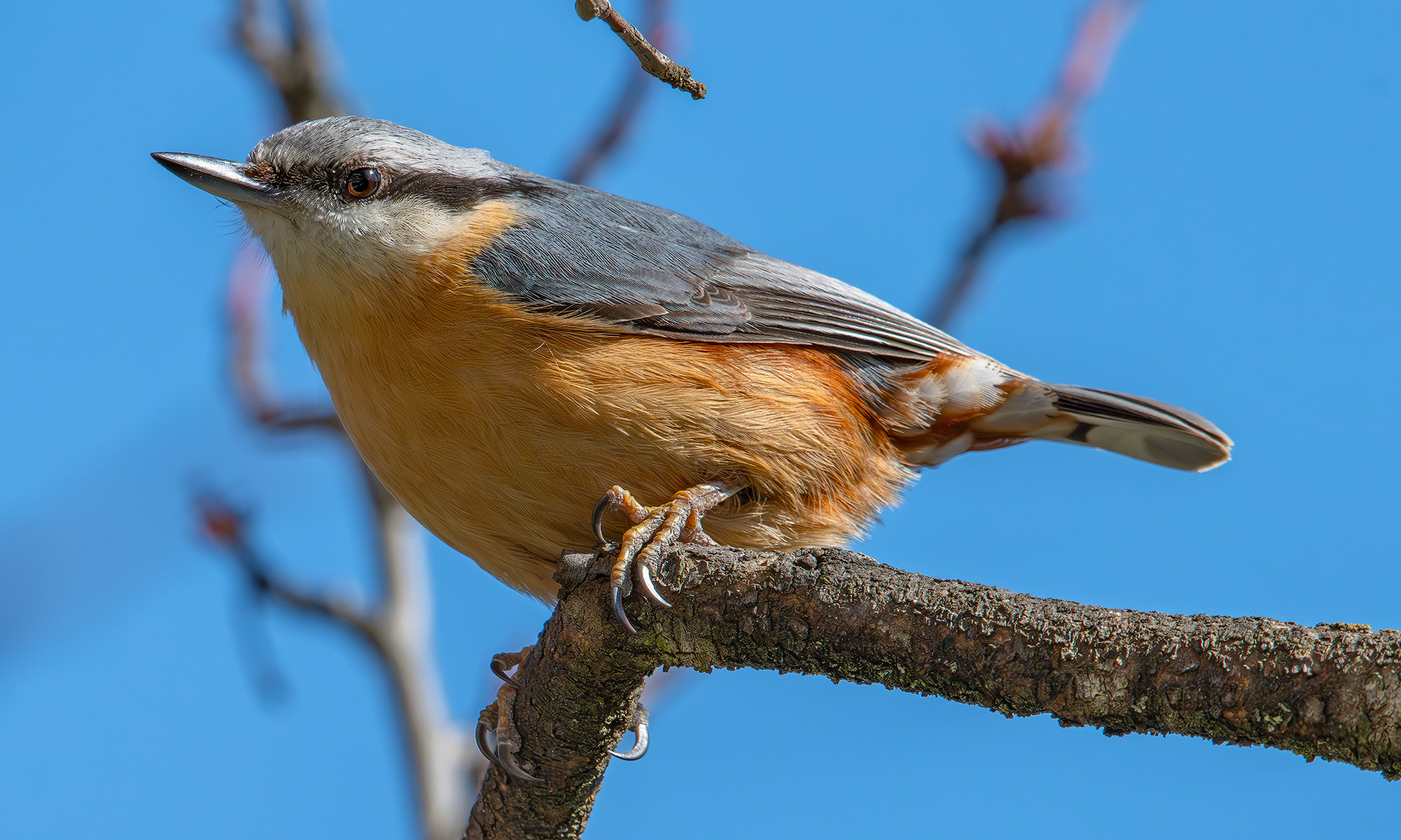 Kleiner Kleiber ganz gross