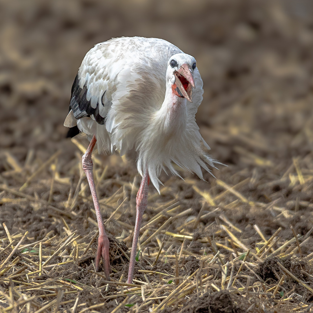 Hallo Paparazzie .....