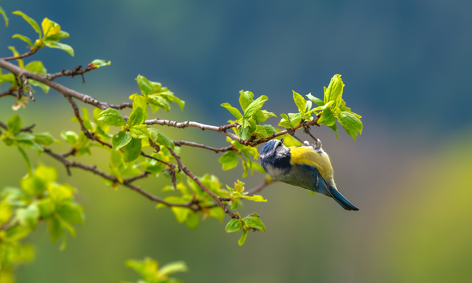 Blaumeise beim Frühsport
