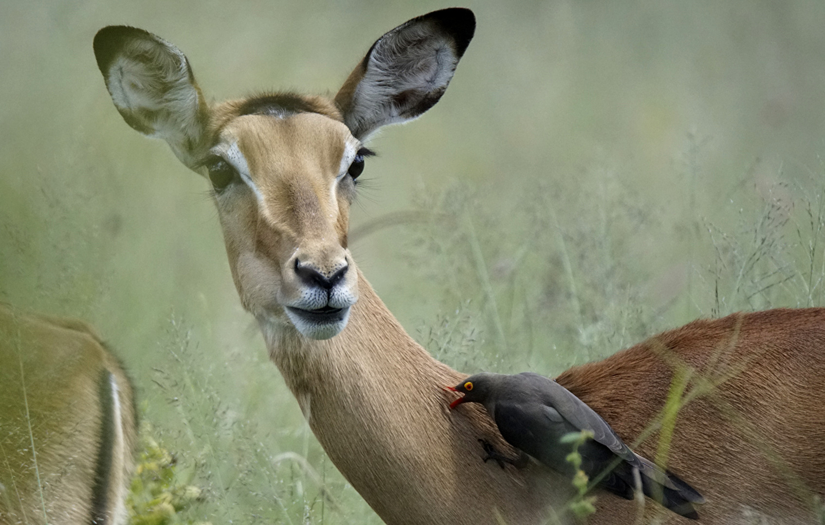 Leckereien - für den Rotschnabel-Madenhacker