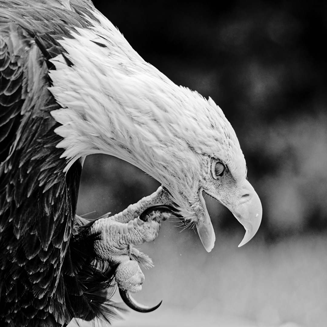 Weißkopfseeadler