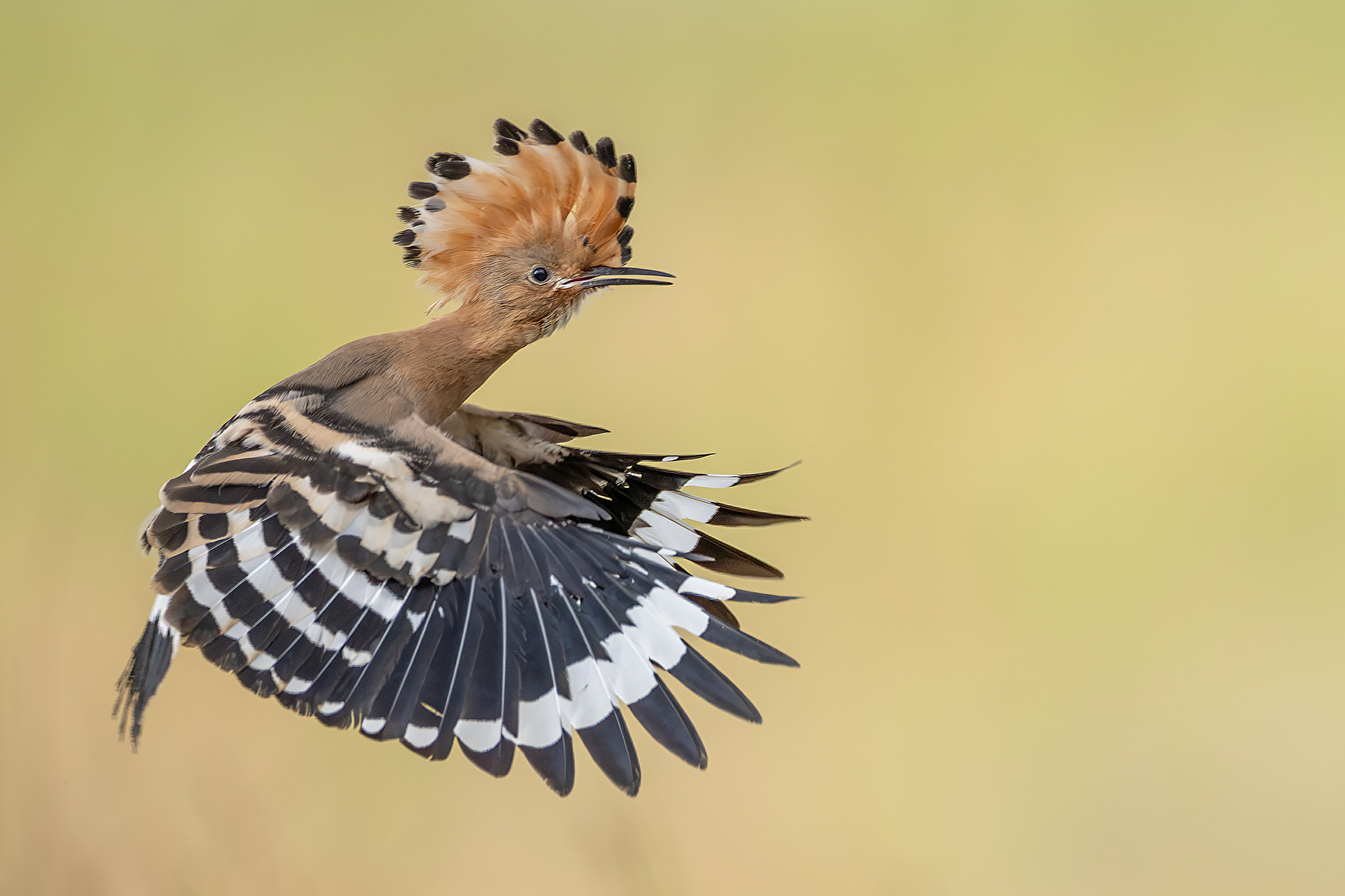 hoopoe