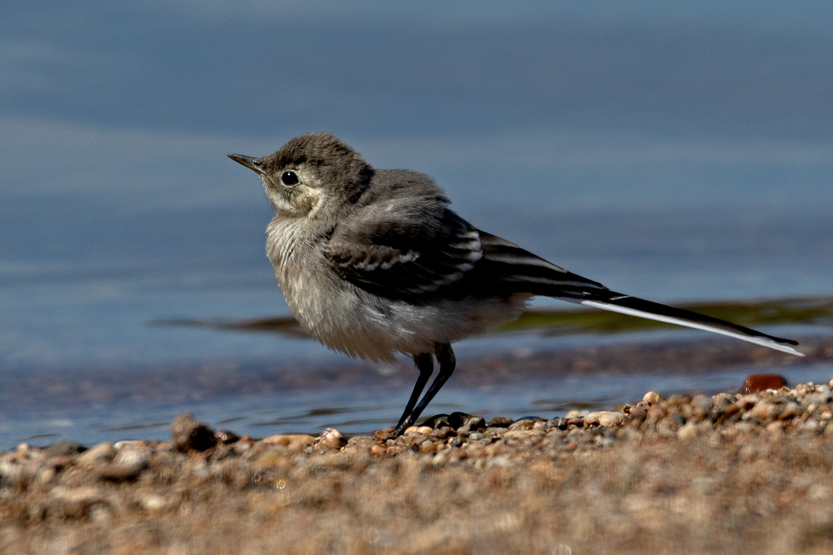 Eine junge Bachstelze