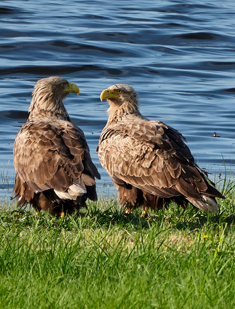 Seeadler am Gülper See