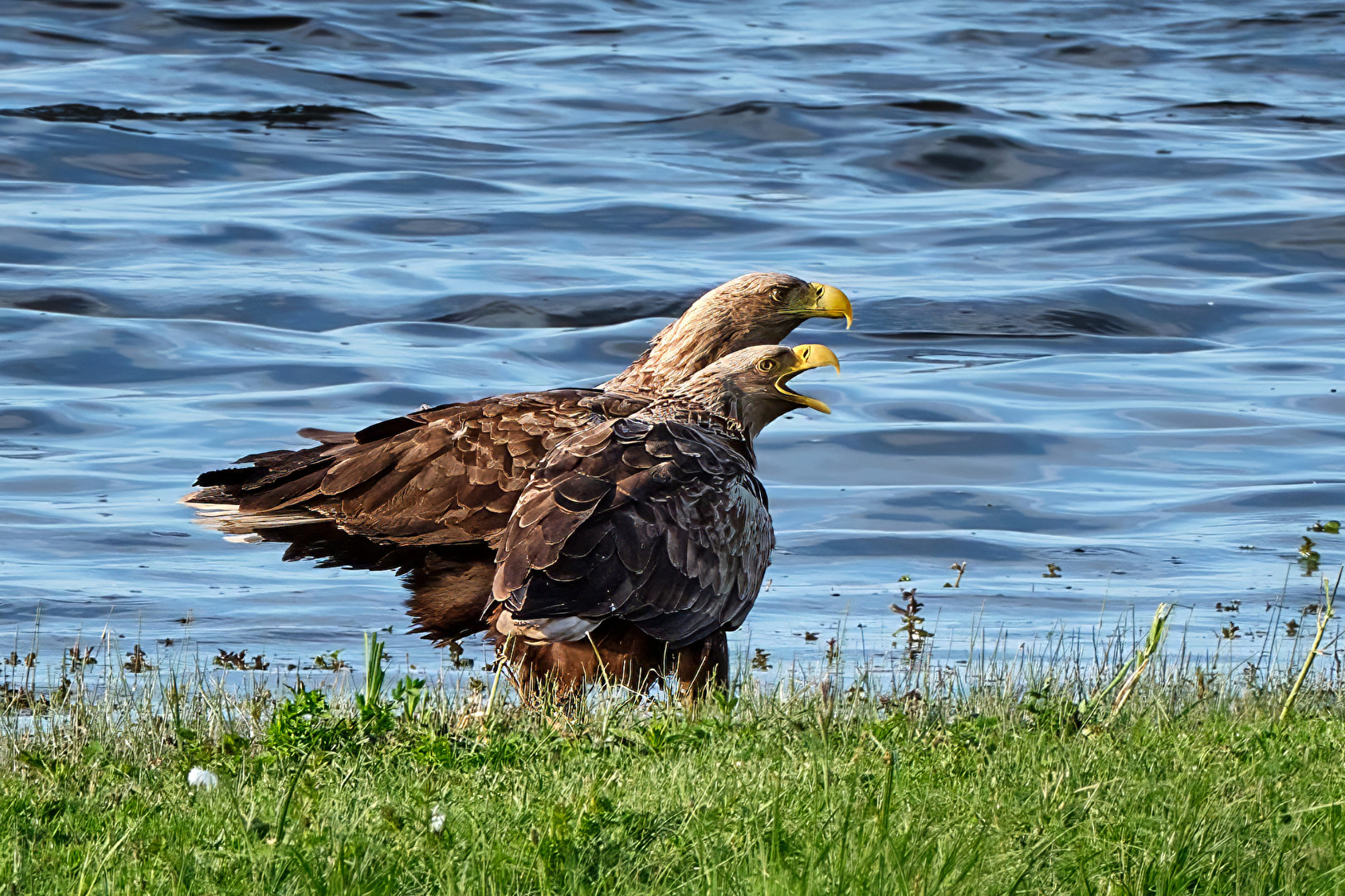 Seeadler am Gülper See