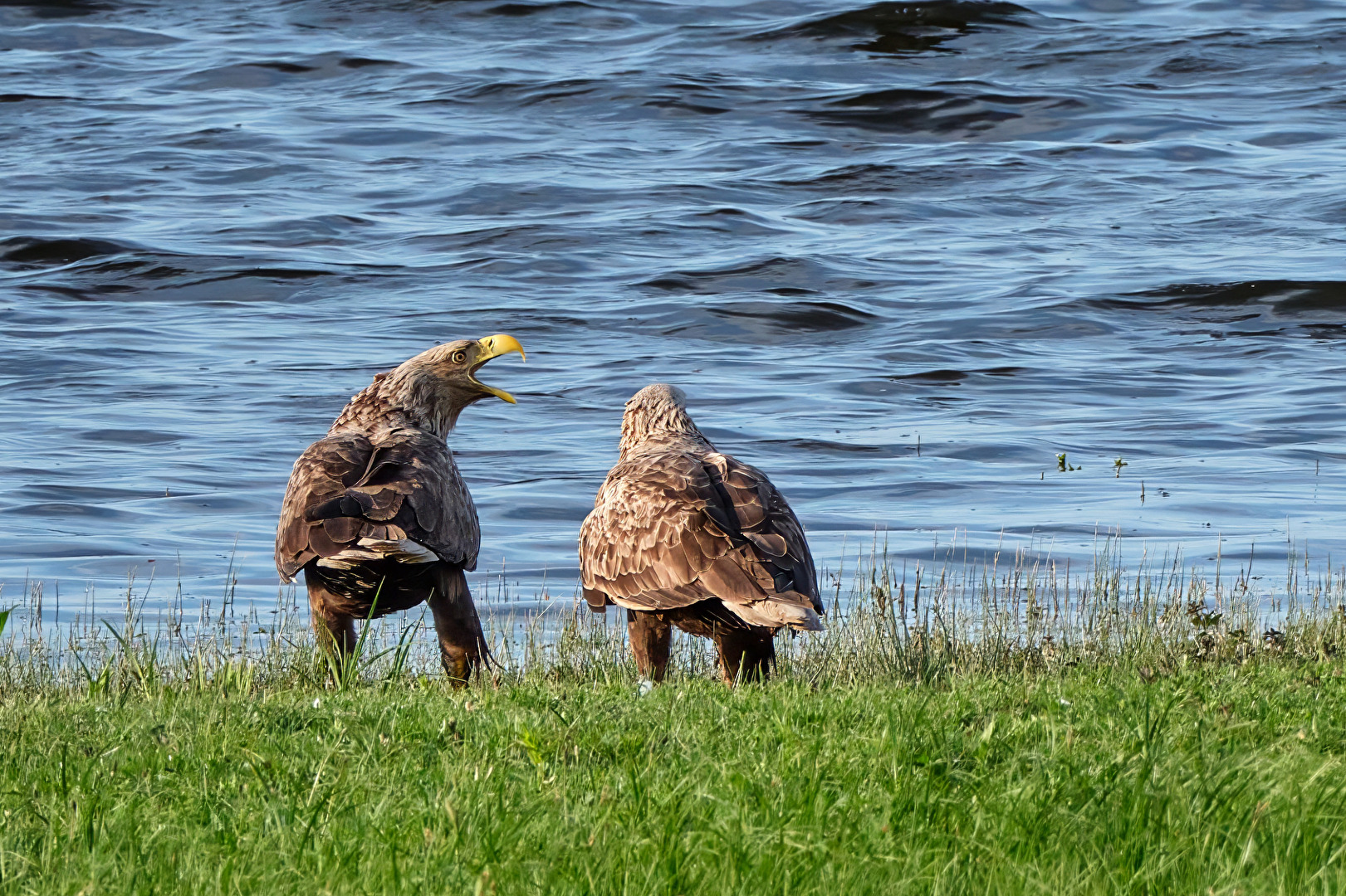 Seeadler am Gülper See