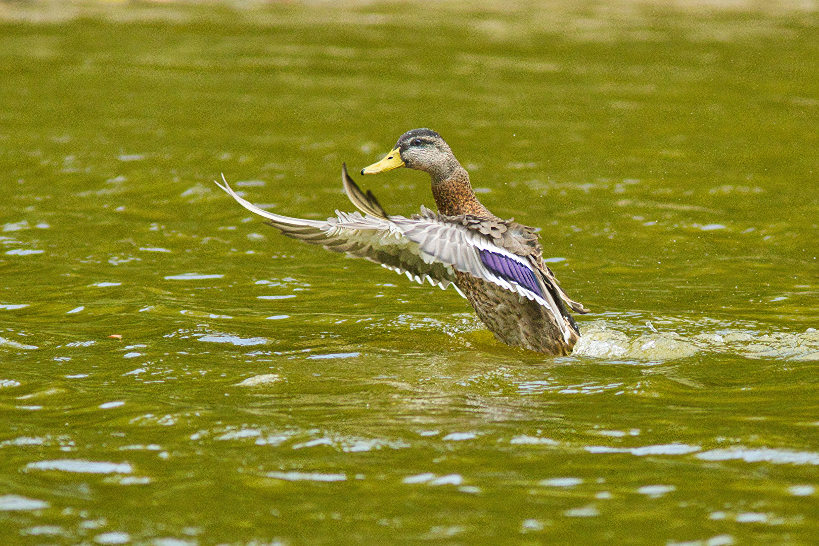Vögel