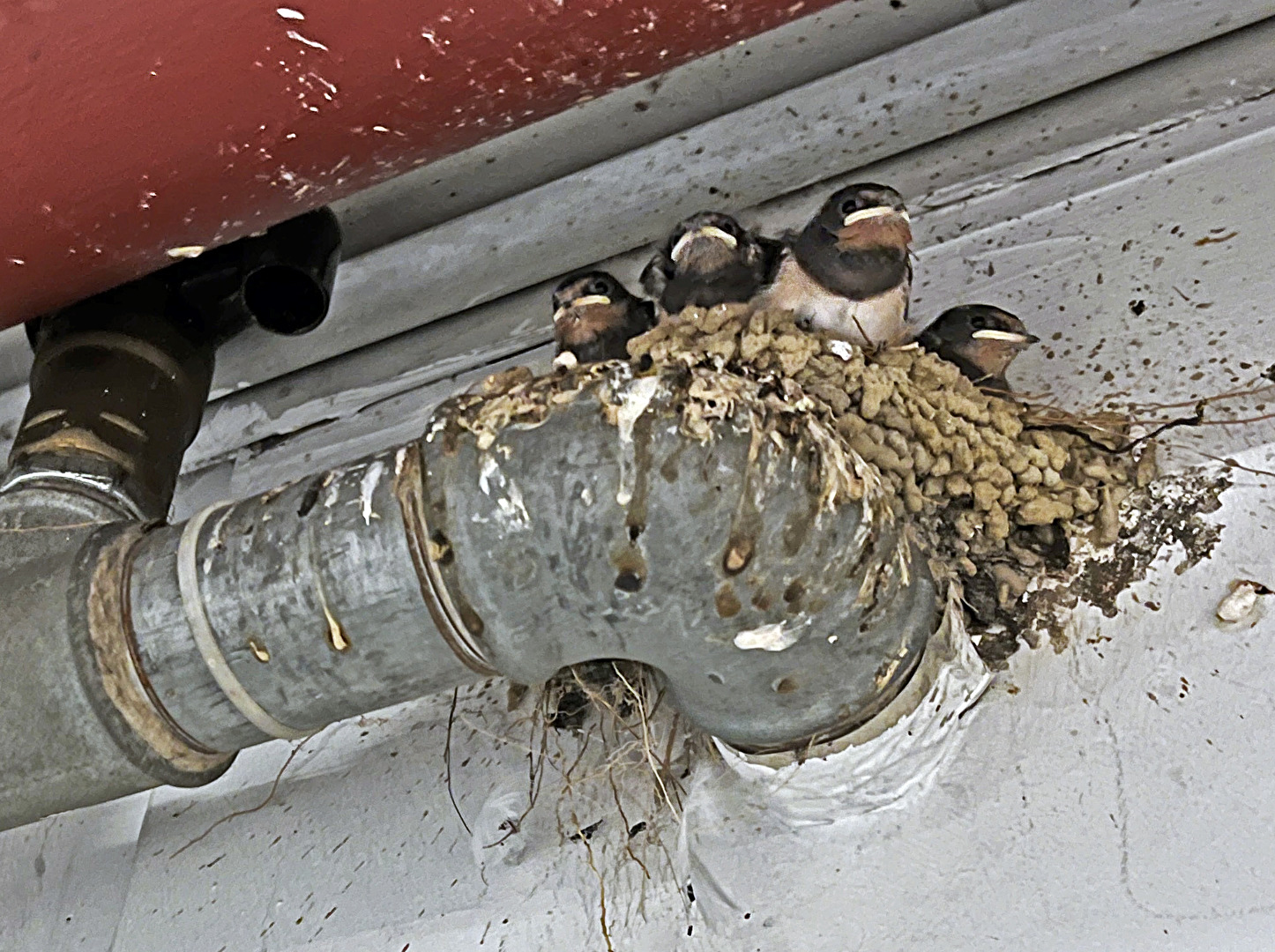 Schwalbennest in der Tiefgarage