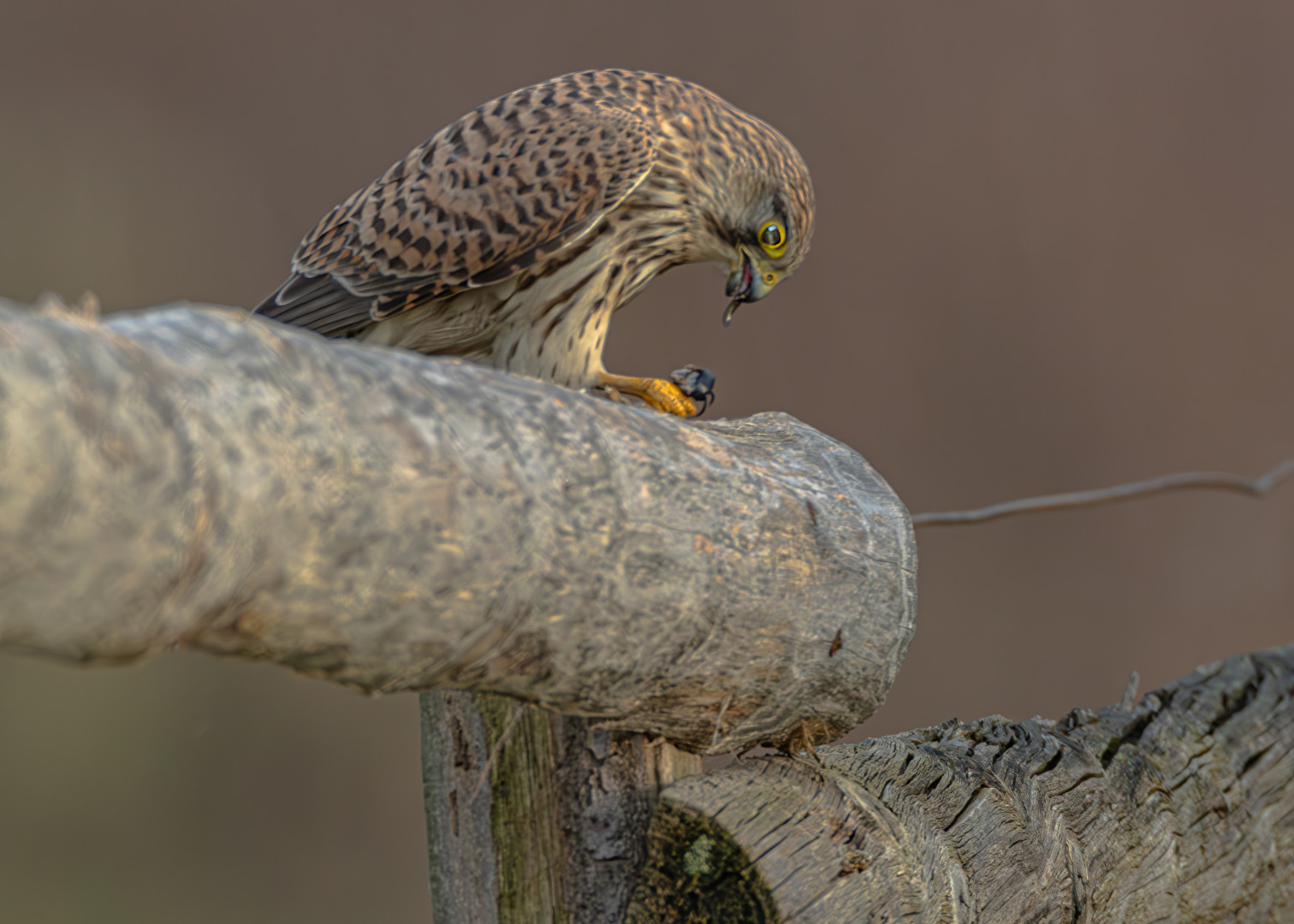 Turmfalke geniesst seine Beute . . . .
