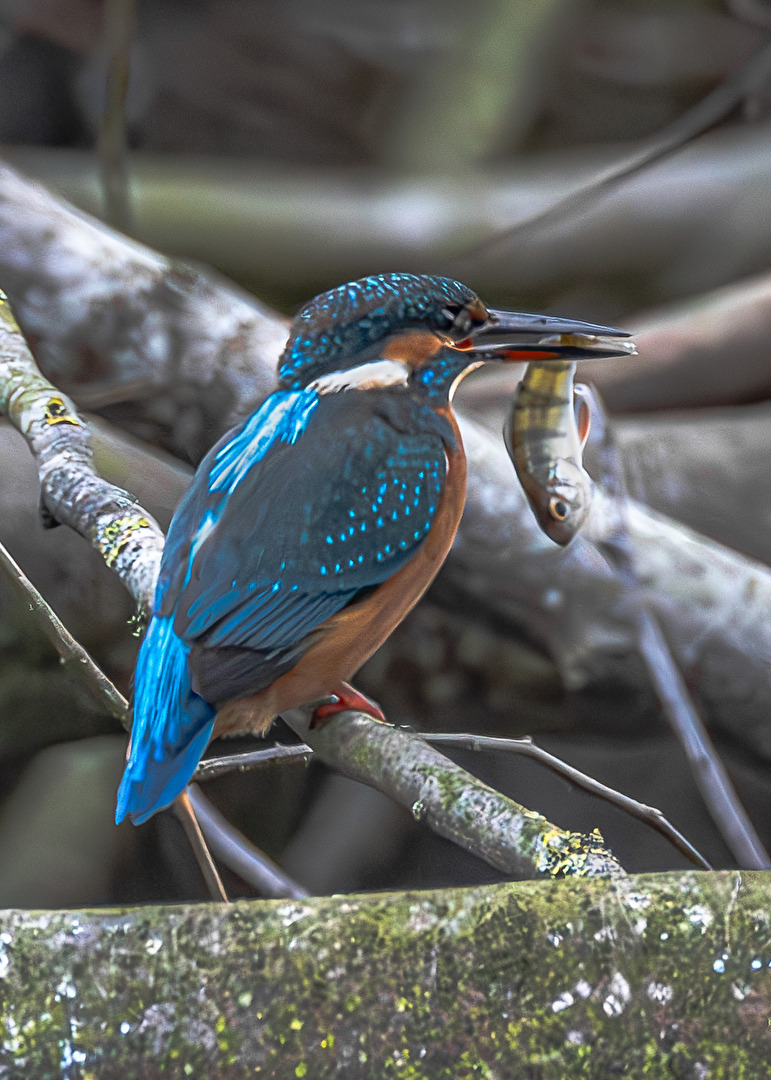 Heute gibt es frischen Fisch . . .
