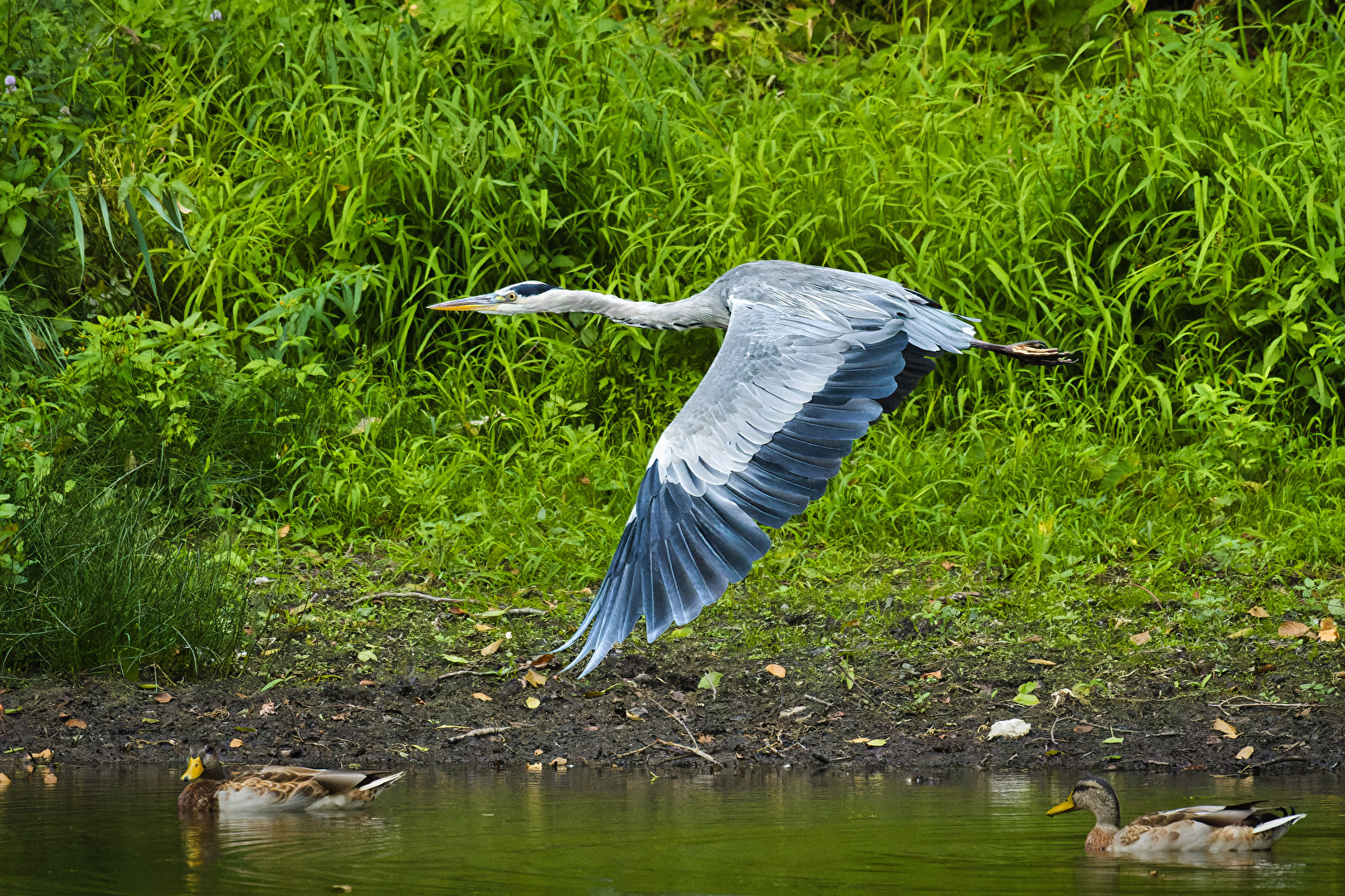 Vögel