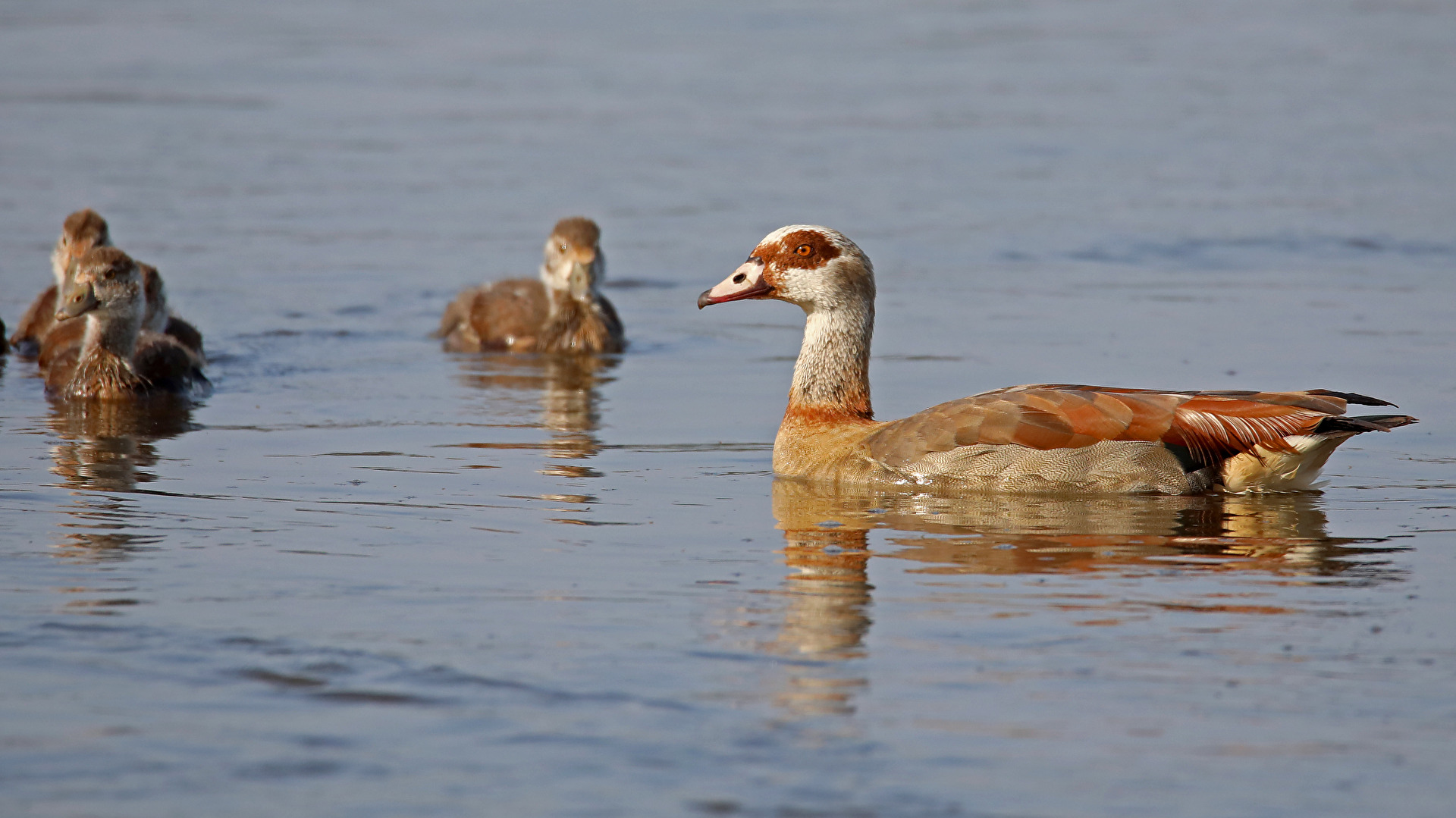 Nilgans und der Nachwuchs
