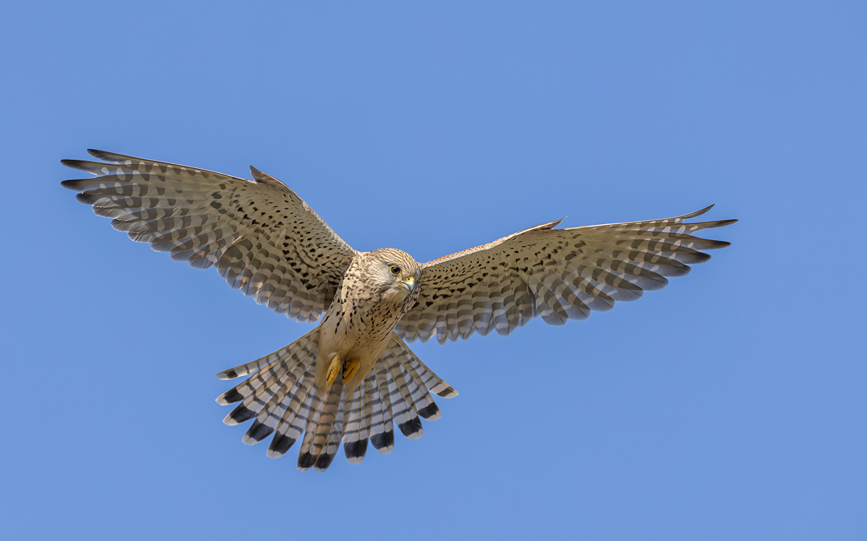 Turmfalke