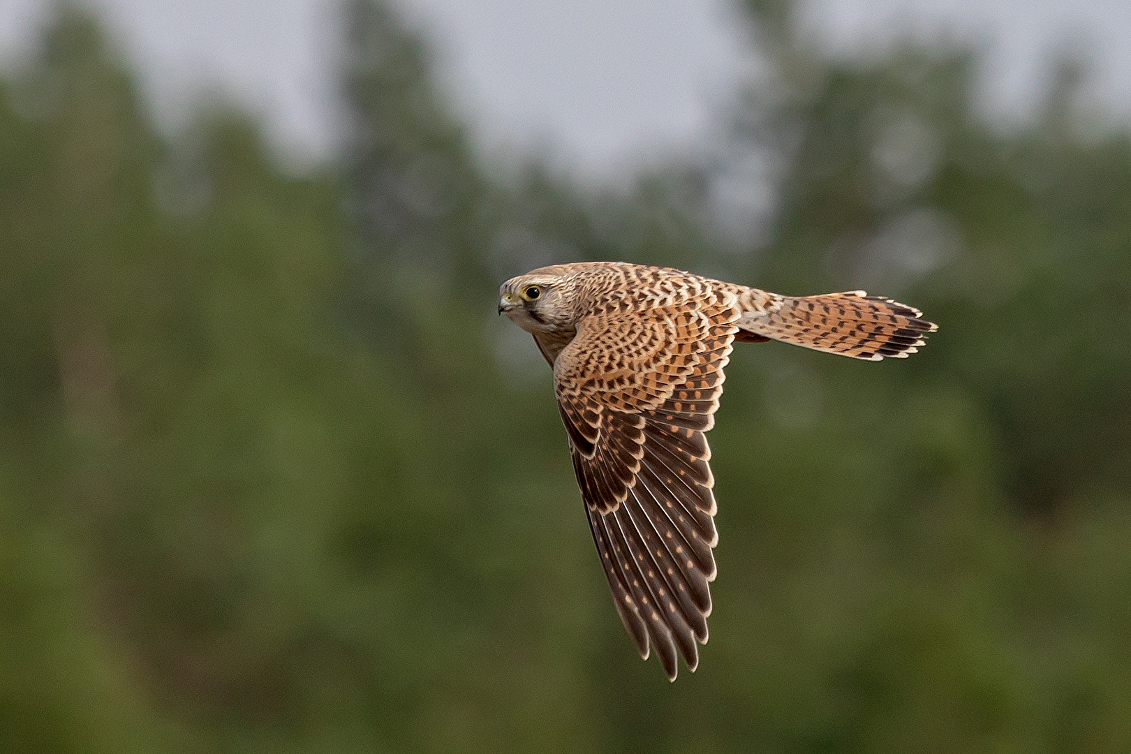 Turmfalke