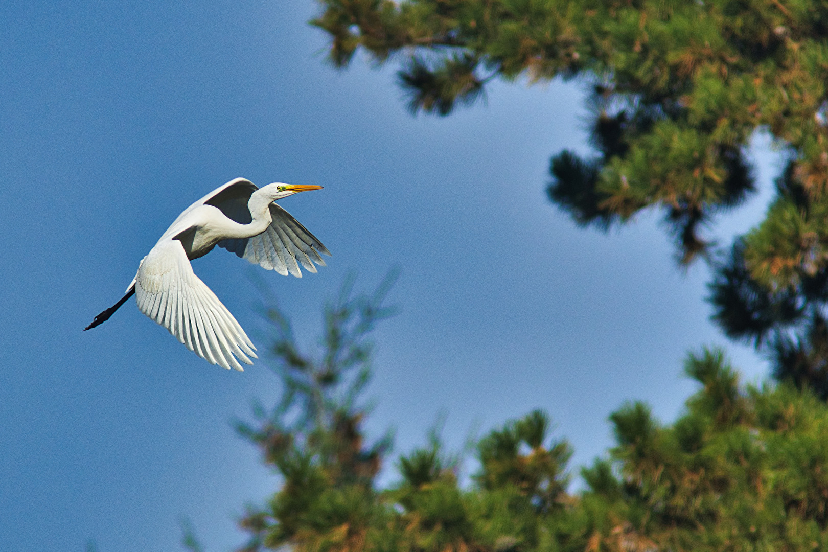 Vögel
