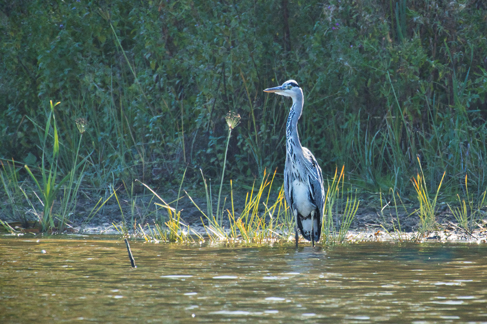 Vögel