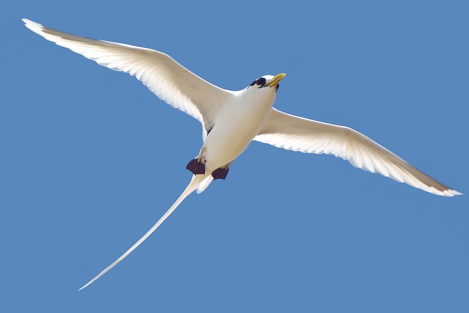 Weißschwanztropikvogel