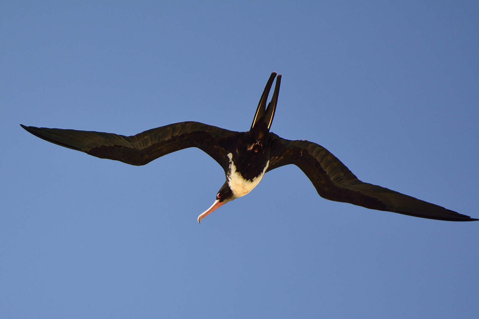 Fregattvogel