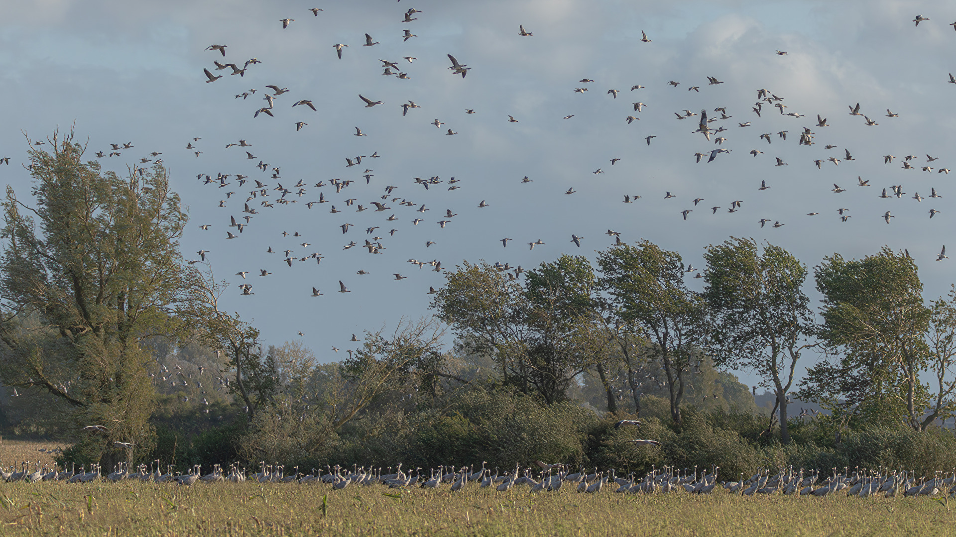 Fischland Darß:  Tausende von Kranichen finden sich jetzt hierein.