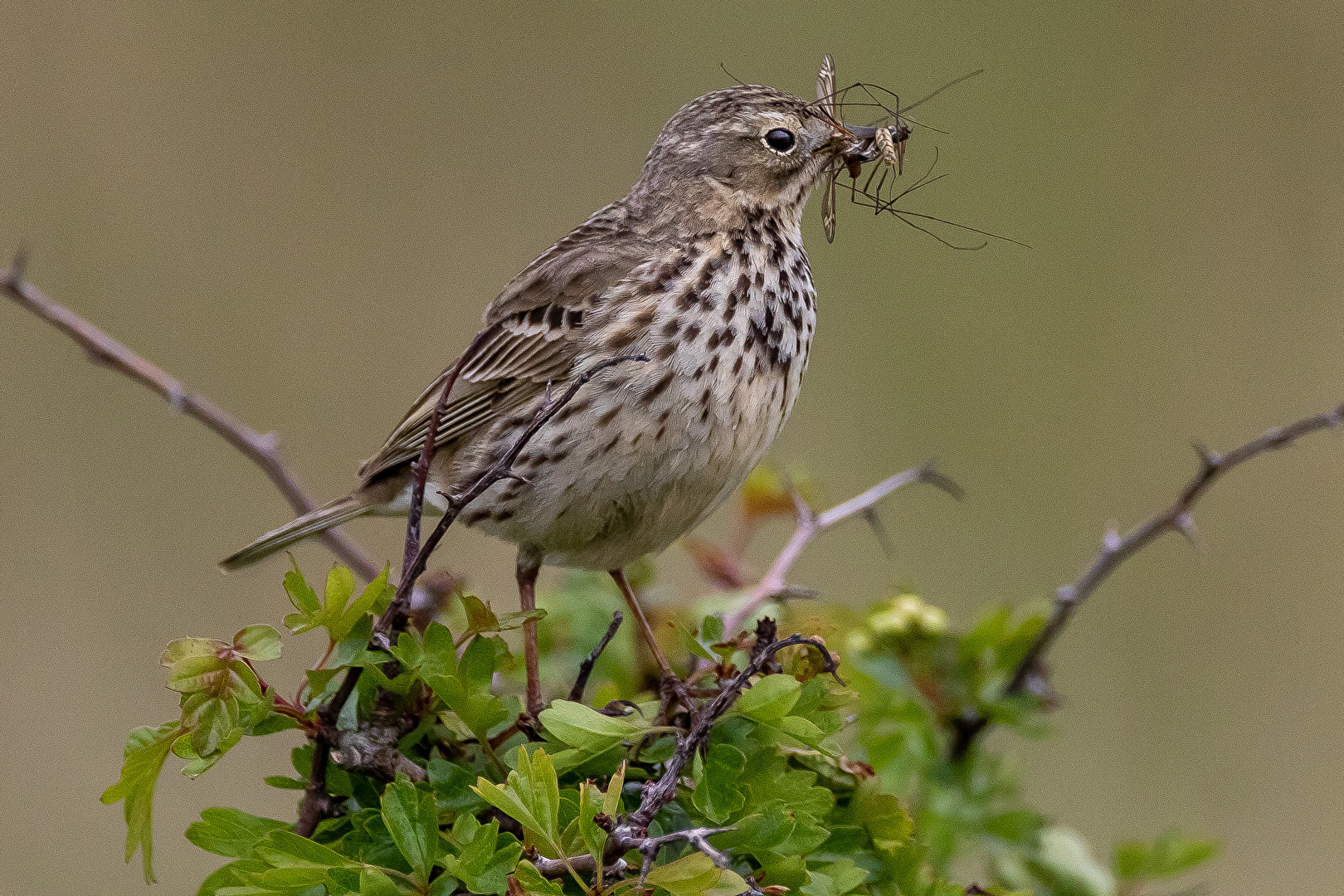 Wiesenpieper