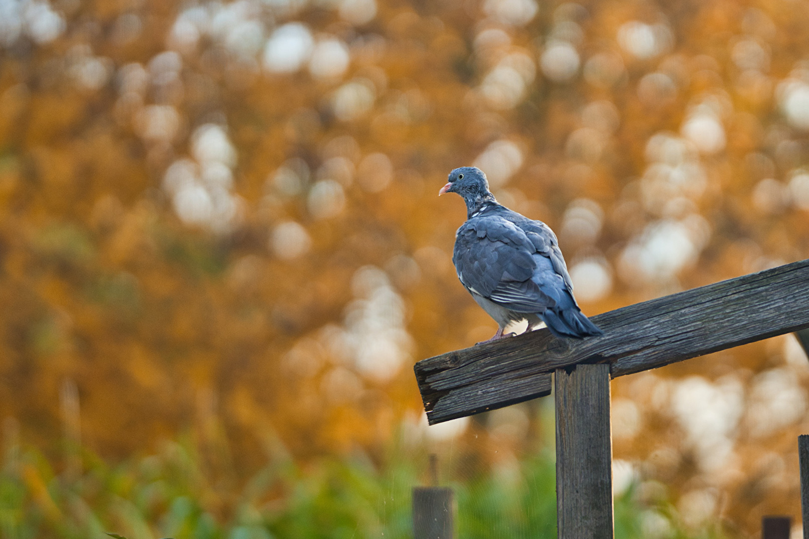 Vögel