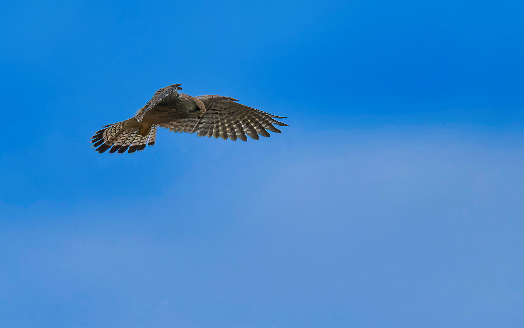 Vögel
