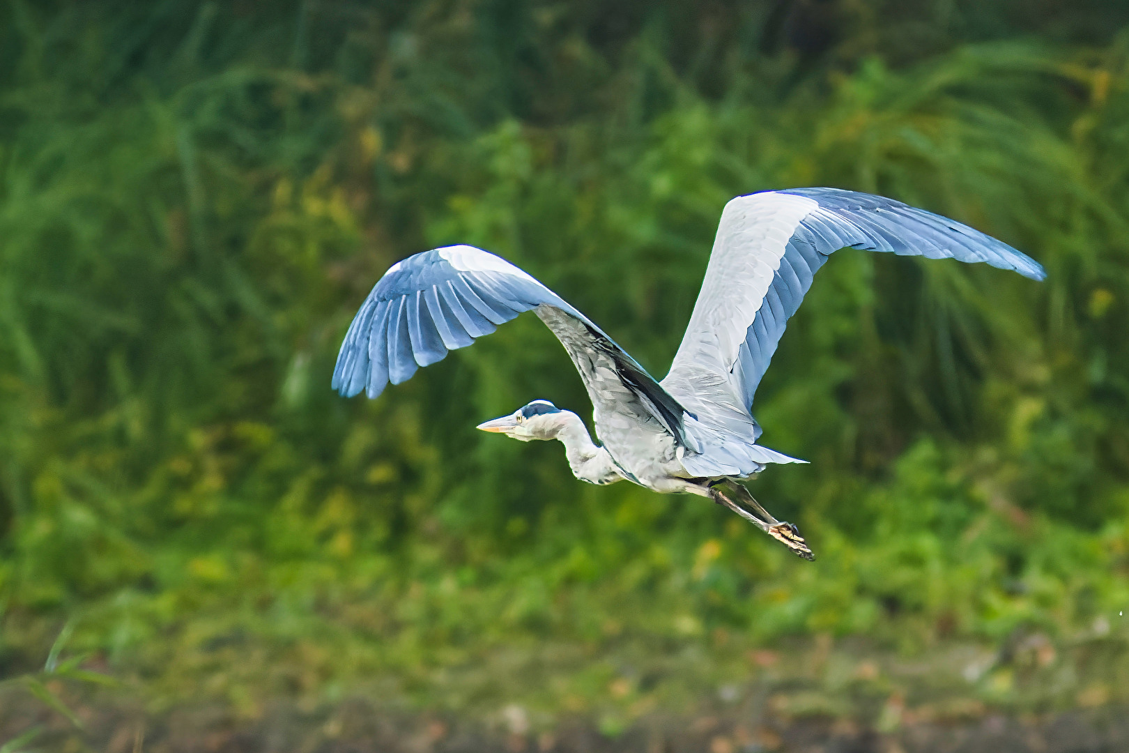 Vögel
