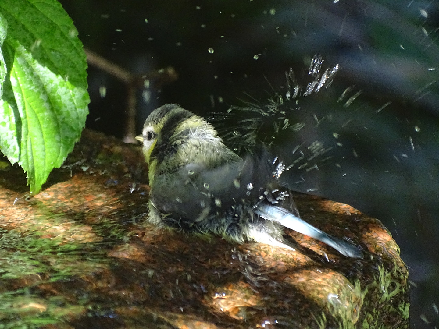 Meise im Wasserbad