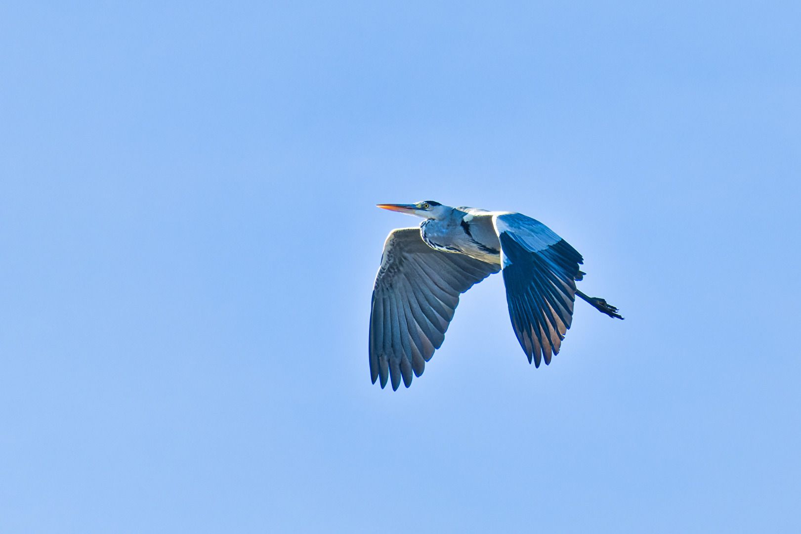 Vögel
