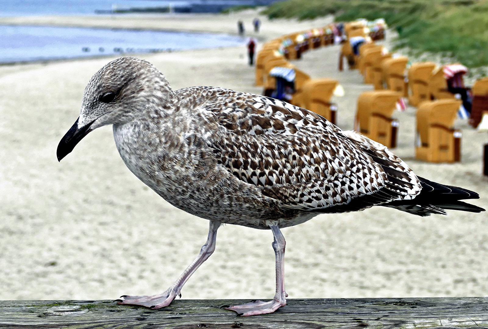 Strandspaziergang