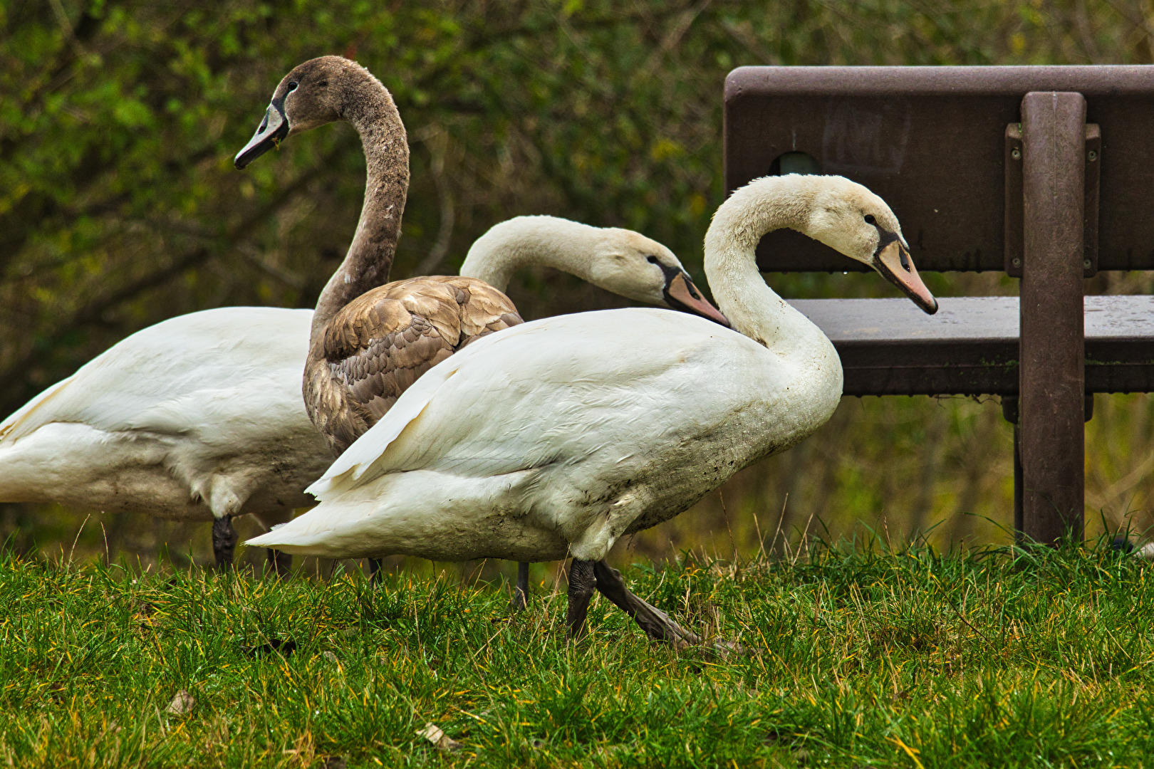 Vögel