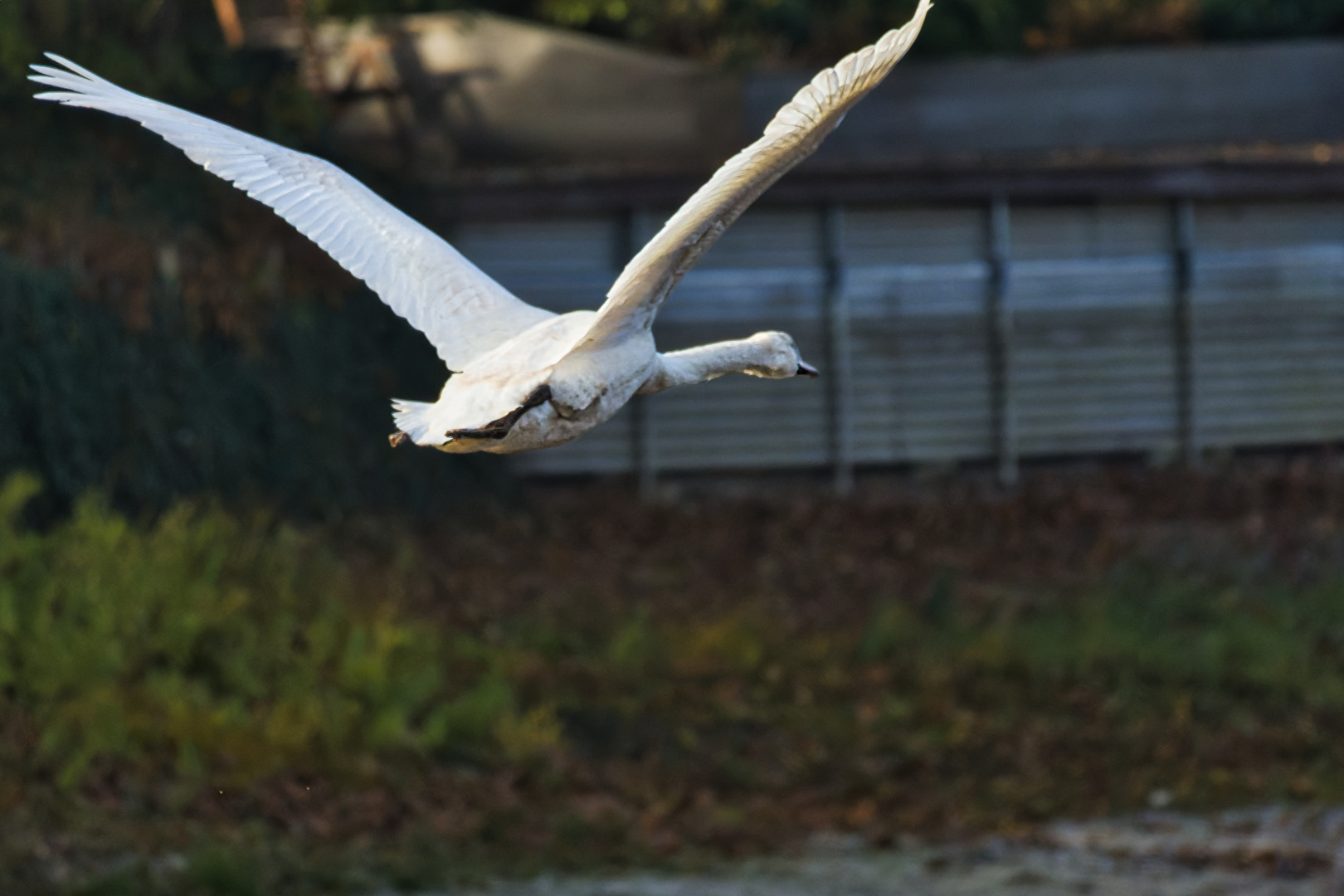 Vögel